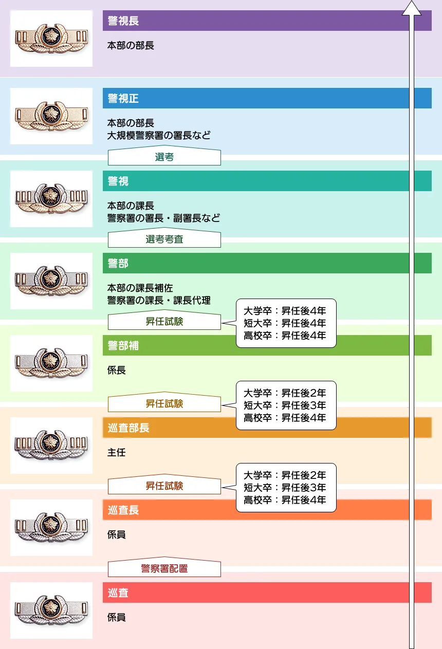 巡査（係員）警察署配置→巡査長（係員）→昇任試験（大学卒：昇任後2年、短大卒：昇任後3年、高校卒：昇任後4年）→巡査部長（主任）→昇任試験（大学卒：昇任後2年、短大卒：昇任後3年、高校卒：昇任後4年）→警部補（係長）→昇任試験（大学卒：昇任後4年、短大卒：昇任後4年、高校卒：昇任後4年）→警部（本部の課長補佐 警察署の課長・課長代理）→選考考査→警視（本部の課長 警察署の署長・副署長など）→選考→警視正（本部の部長 大規模警察署の署長など）→警視長（本部の部長）